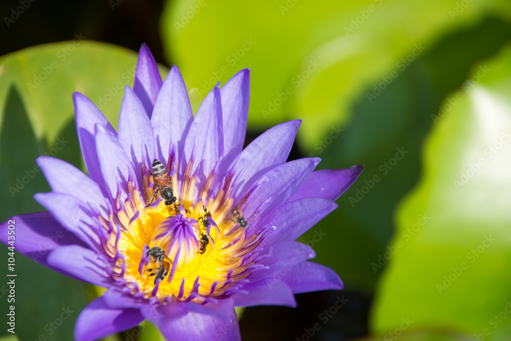 Colorful blooming purple (violet) water lily (lotus) with bee is trying to keep nectar pollen from it. The view captured at a lotus pond in Thailand. Lotus flower in Asia is important culture symbol