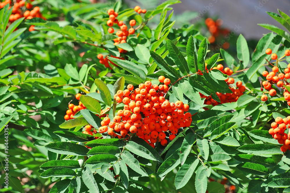 Fototapeta premium Rowan berries, Mountain ash (Sorbus)