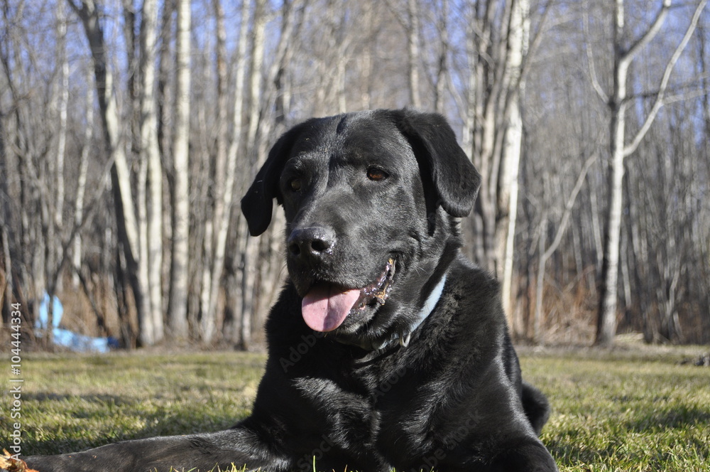 Black Lab Black Lab