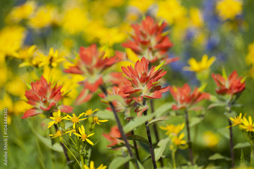 Wildflowers on Mt. Baker. A colorful carpeting of wildflowers decorates the hillside of Mt. Baker, Washington along the Heliotrope Ridge hiking trail. Lupine, Indian Paintbrush, and Yellow Asters. Wildflowers on Mt. Baker. A colorful carpeting of wildflowers decorates the hillside of Mt. Baker, Washington along the Heliotrope Ridge hiking trail. Lupine, Indian Paintbrush, and Yellow Asters.