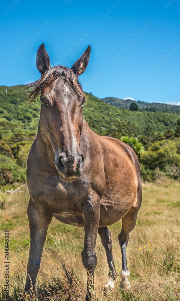 Horse portrait in pasture