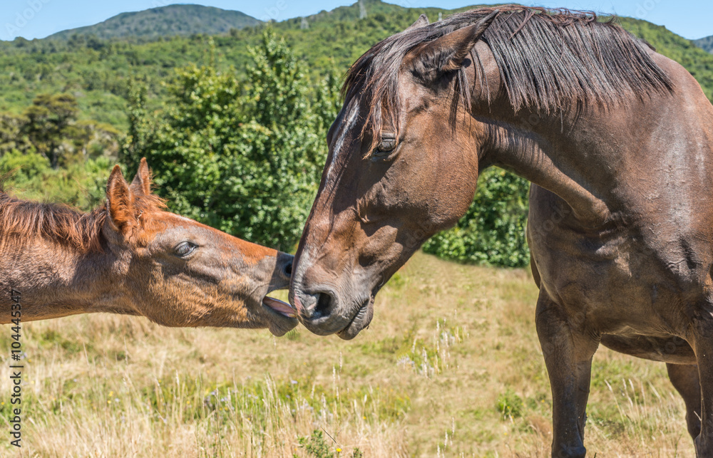 Fototapeta premium The young horse and his mother