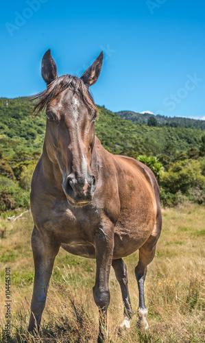 Horse portrait in pasture © jth169888