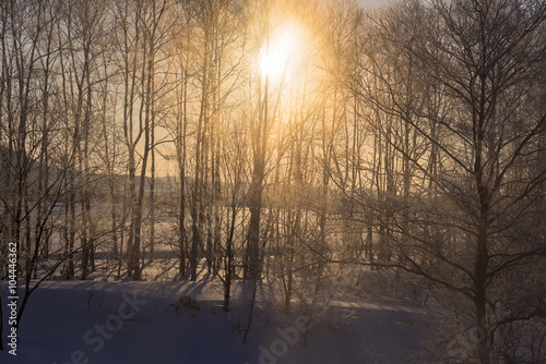 朝日を浴びる霧氷の並木