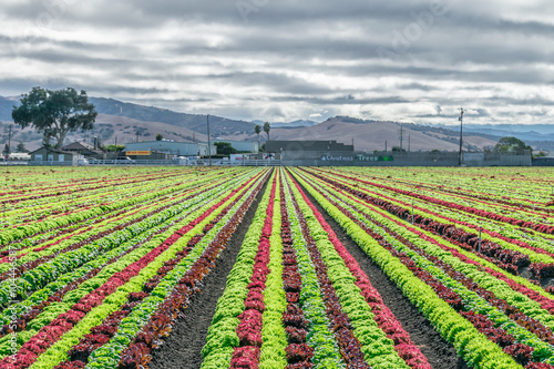 Colorful fields of lettuce, including green, red and purple varieties, grow in rows in the Salinas Valley of Central California. photo