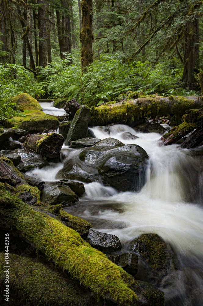 Rainforest Creek. Wells Creek is located near Nooksack Falls and is carpeted with moss and vibrant green ferns with cedar and fir trees lining the water. 
