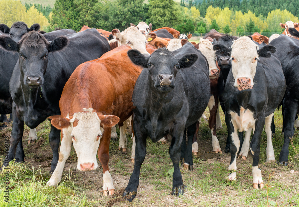 Closeup of cows looking the camera