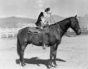 SADDLE UP 