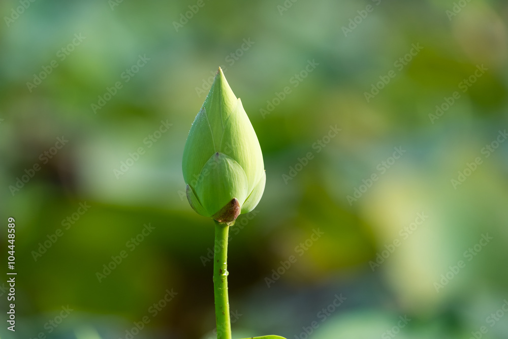 White lotus flower with green leaf background White lotus flower with green leaf background