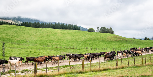 A herd of cattle on road going home © jth169888