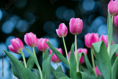 Pink Tulip
