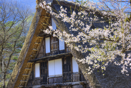 白川郷と桜