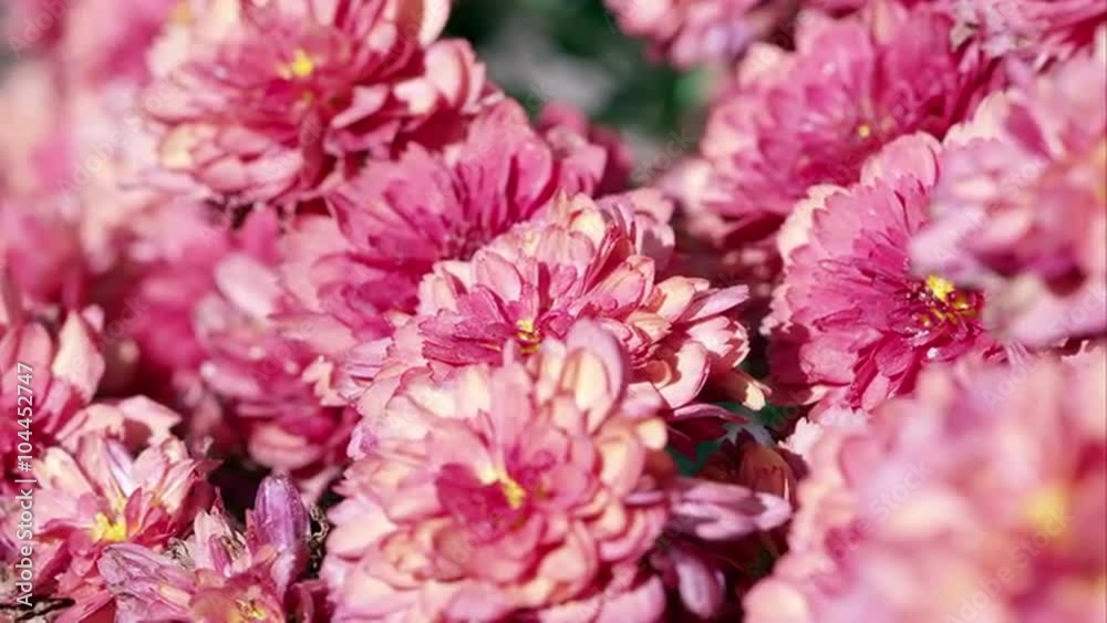 Close up shot of pink flowers. Close up shot of pink flowers.