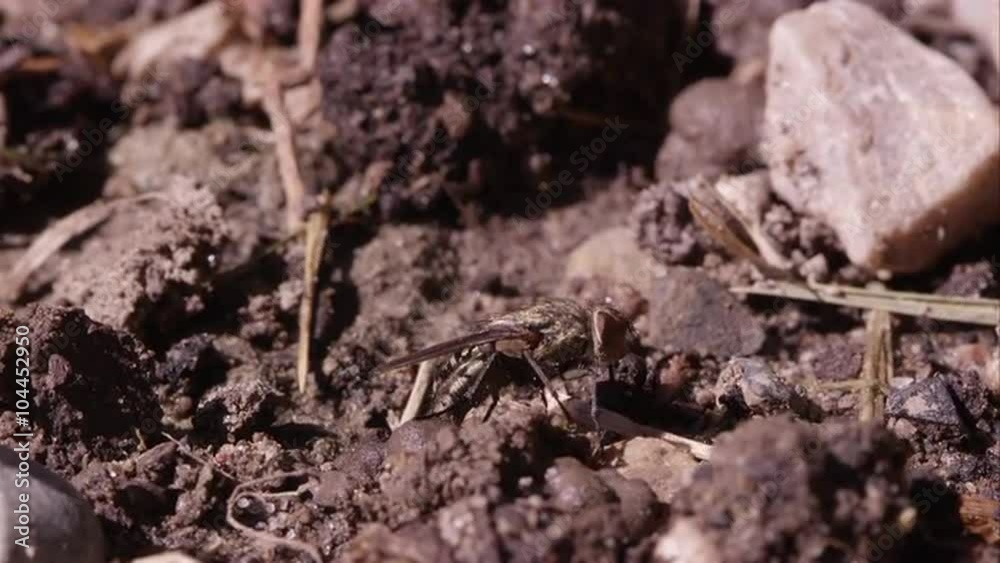 Fly crawling around on the ground. Fly crawling around on the ground.