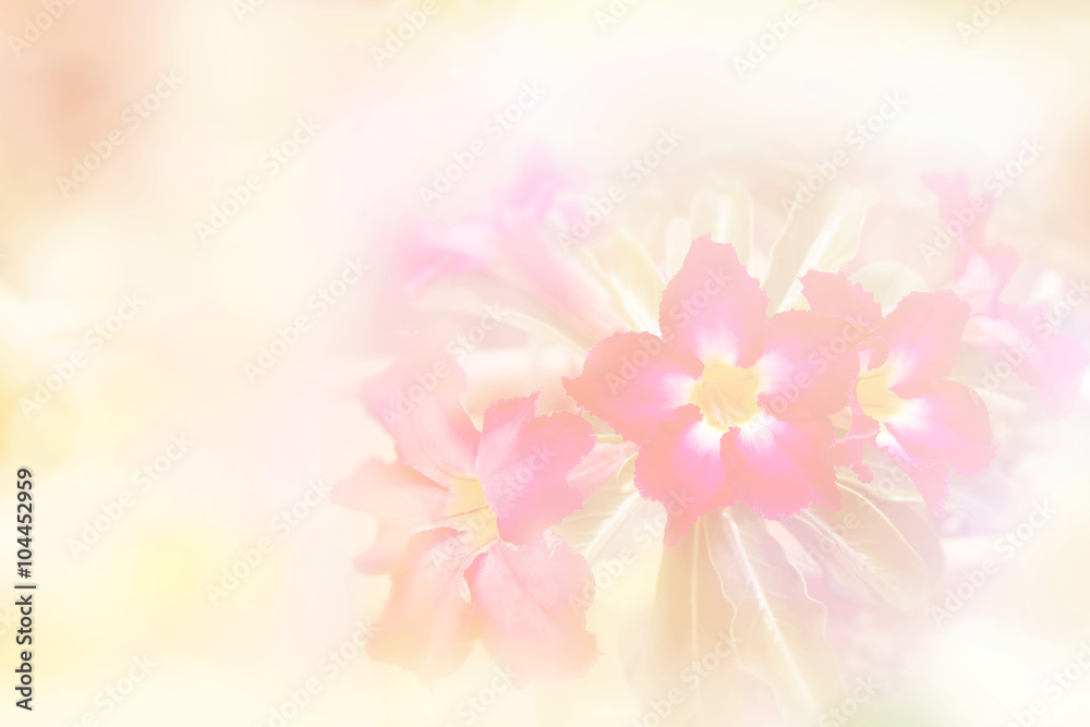 Pink flower on white background, flowers made with color filters