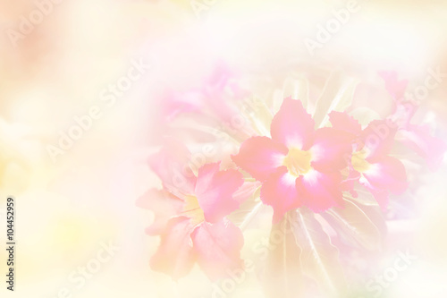 Fototapeta Naklejka Na Ścianę i Meble -  Pink flower on white background, flowers made with color filters