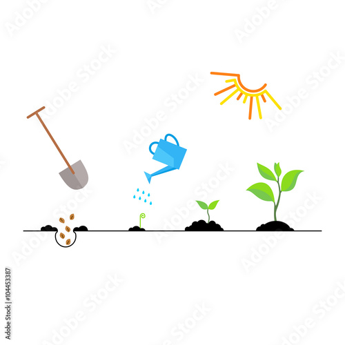 Timeline infographic of planting tree process