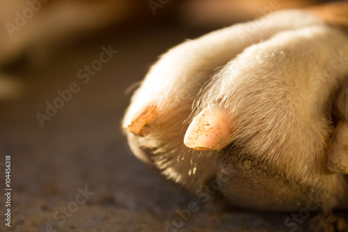 photo white dog paw closeup