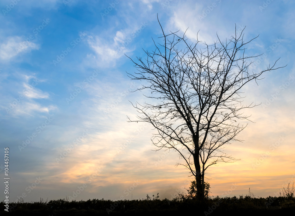 Silhouette Dry Tree On Sky Background Silhouette Dry Tree On Sky Background