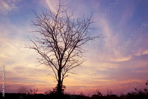 Silhouette Dry Tree On Sky Background
