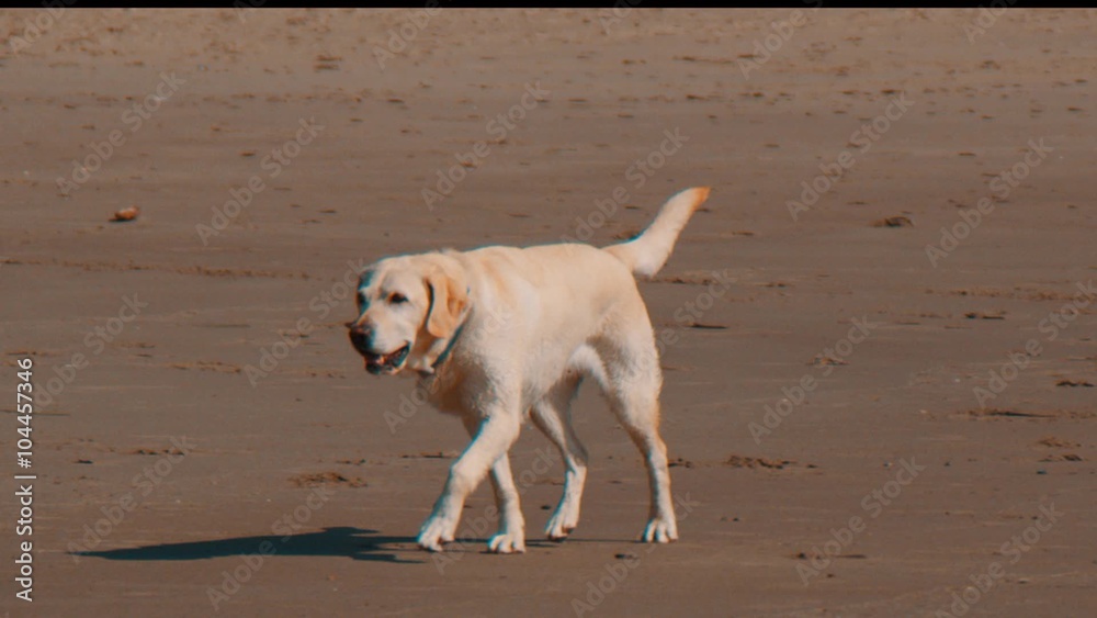 Dog Walking Slow Motion on Beach Dog Walking Slow Motion on Beach