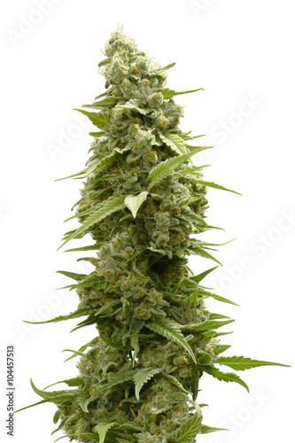Fototapeta Naklejka Na Ścianę i Meble -  Long Marijuana Bud on Top of Cannabis Plant Isolated by White Background