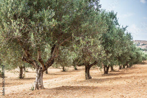 Olive trees garden.