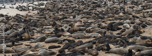 Fur Seal colony at Cape Cross (Namibia)