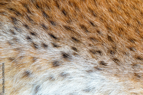 Texture spotted wild animal fur . Wild forest lynx