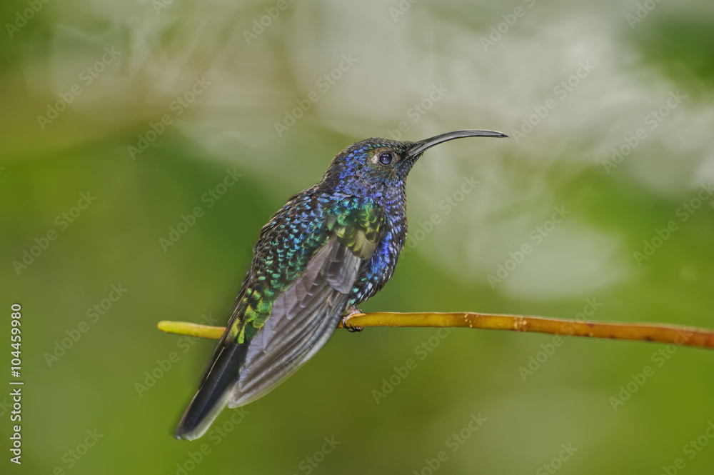 Fototapeta premium Resting Hummingbird