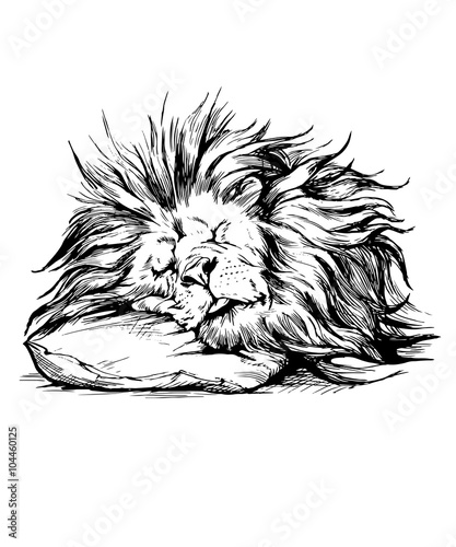 Fototapeta Naklejka Na Ścianę i Meble -  Vector hand drawn realistic lion sleeping character.