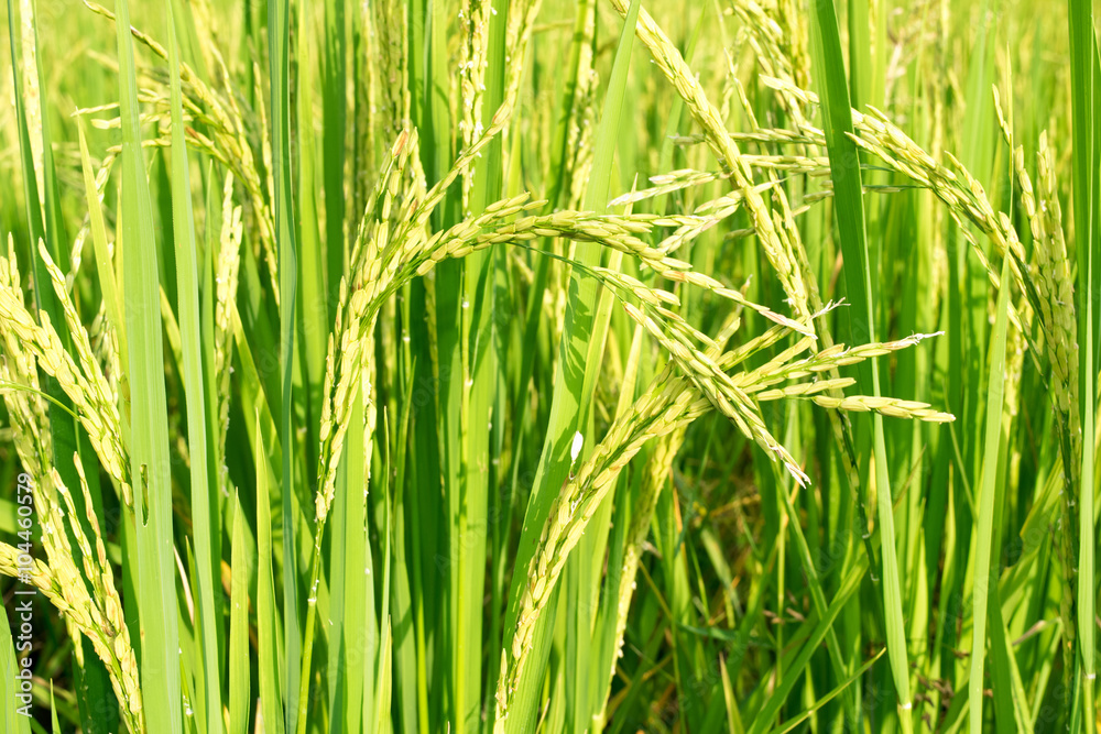 Close up soft green spike rice nature background Close up soft green spike rice nature background