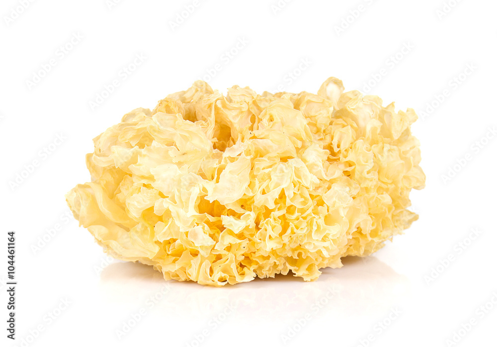 White Jelly Fungus on white background. White Jelly Fungus on white background.