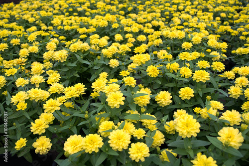 Beautiful Yellow Chrysanthemum flower Garden abstract background