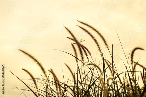 Flower grass and sky background - color son soft style