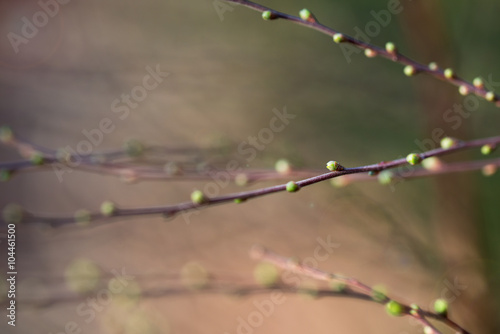 Branches with buds, spring background, macro image with small depth of field
