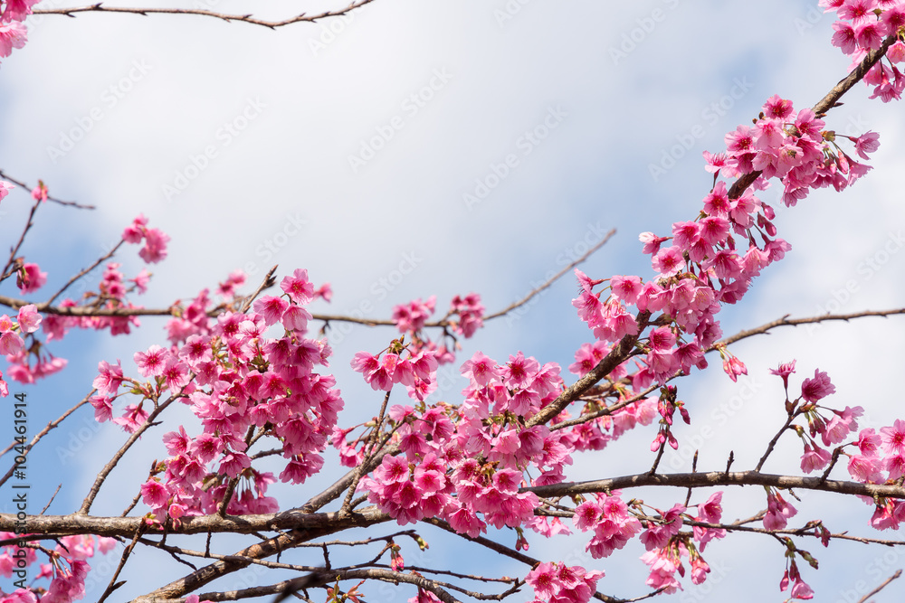 Wild Himalayan Cherry , Sakura , Cherry Blossoms grows in the mo Wild Himalayan Cherry , Sakura , Cherry Blossoms grows in the mo
