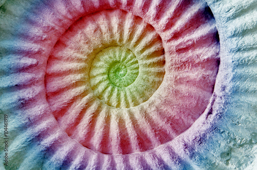 Abstract colorful Ammonite prehistoric fossil.