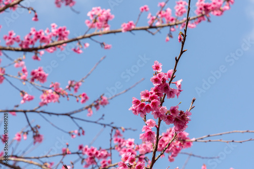 Wild Himalayan Cherry , Sakura , Cherry Blossoms grows in the mo
