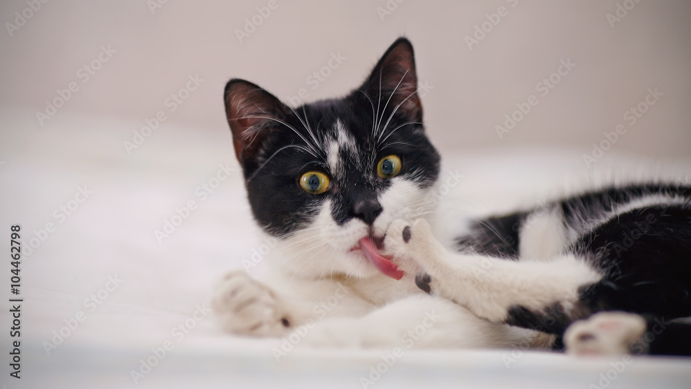 Black-and-white cat licks a paw.