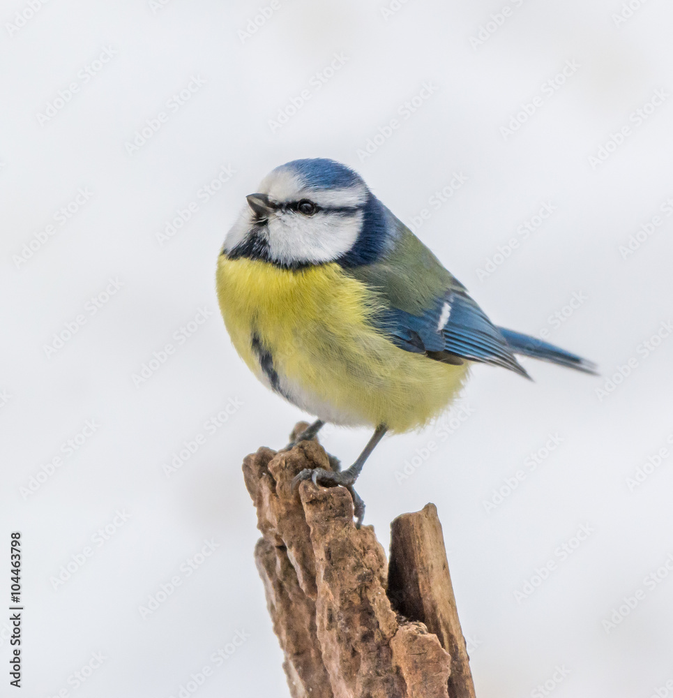 Obraz premium Blue tit