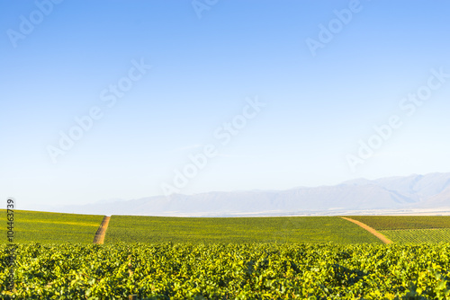 Dirt road through rural countryside grape vineyard South Africa photo