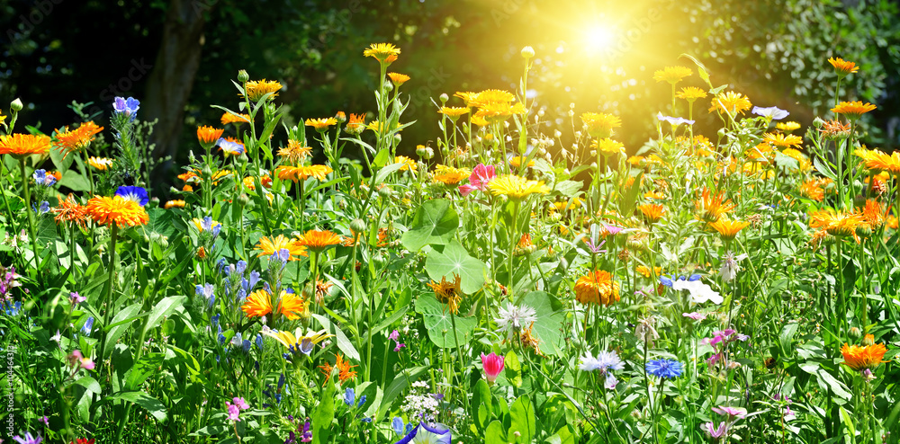 Fototapeta premium Multicolored flowerbed