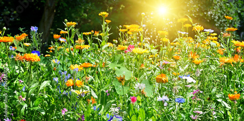 Billede på lærred Multicolored flowerbed