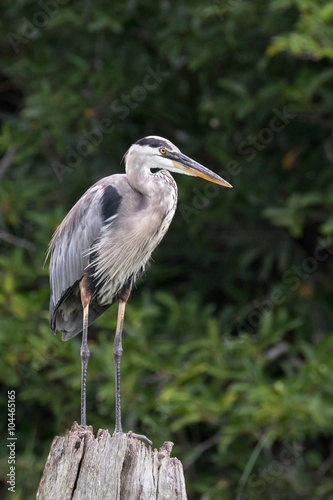 Great Blue Heron perched on a log with green foliage background. Taken in Florida, USA.