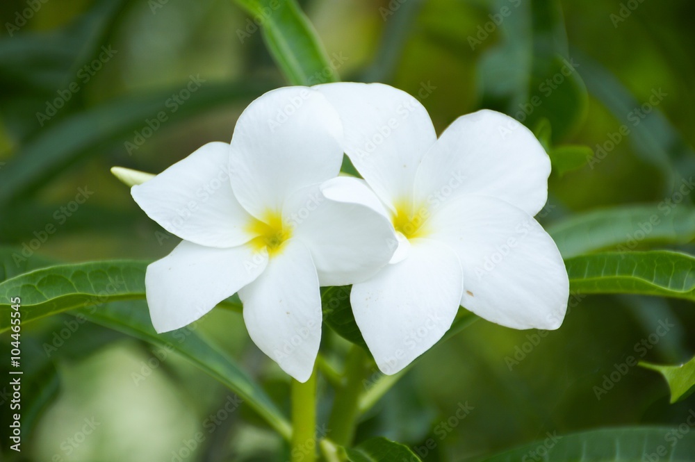 plumeria flower in nature garden plumeria flower in nature garden