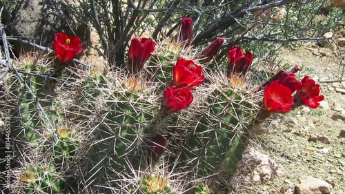 Cactus flowers bloom. photo