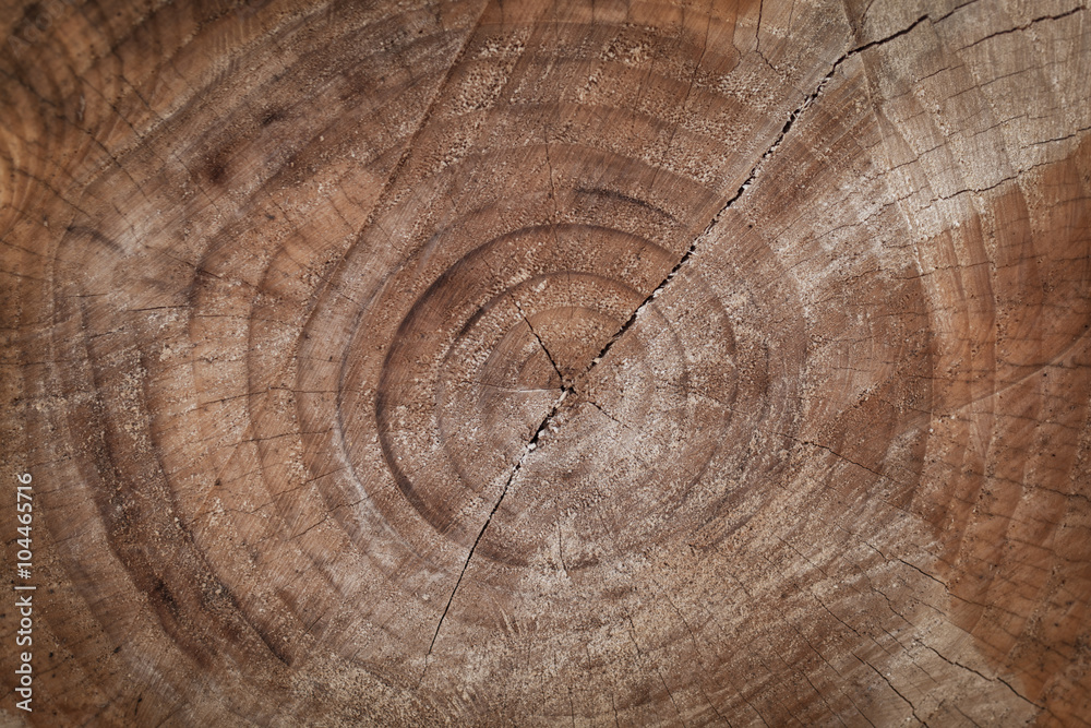 Naklejka premium Wood Strump Background