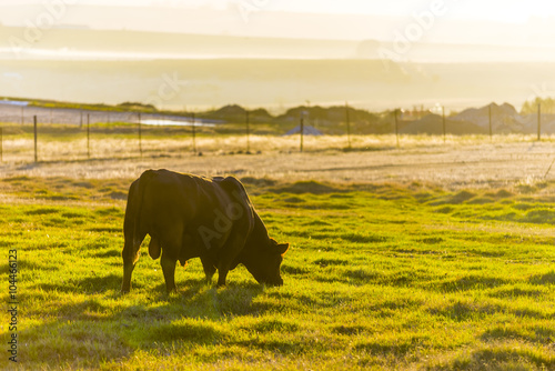 Male brown bull cow in pasture at sunrise