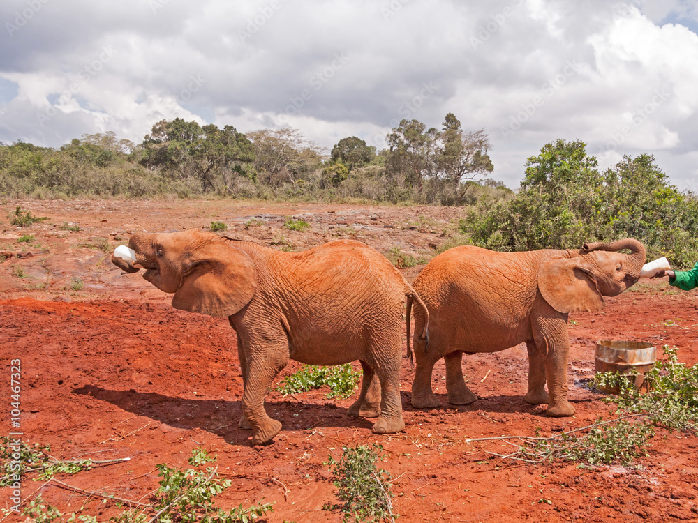 Fototapeta premium Baby elephants standing in profile on clay ground drink milk from bottle 